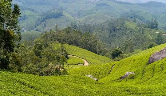 Kerala Monsoon Trip — photo 4