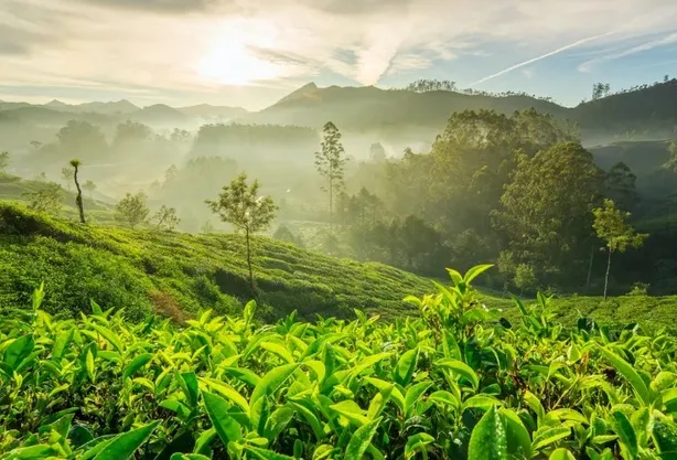 3 Night 4 Days Kerala Tour — photo 3