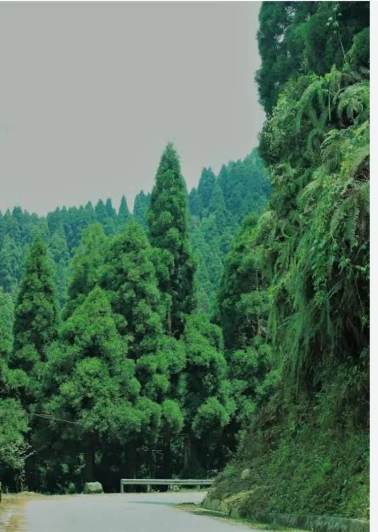 Kalimpong & Darjeeling Combo Tour — photo 3